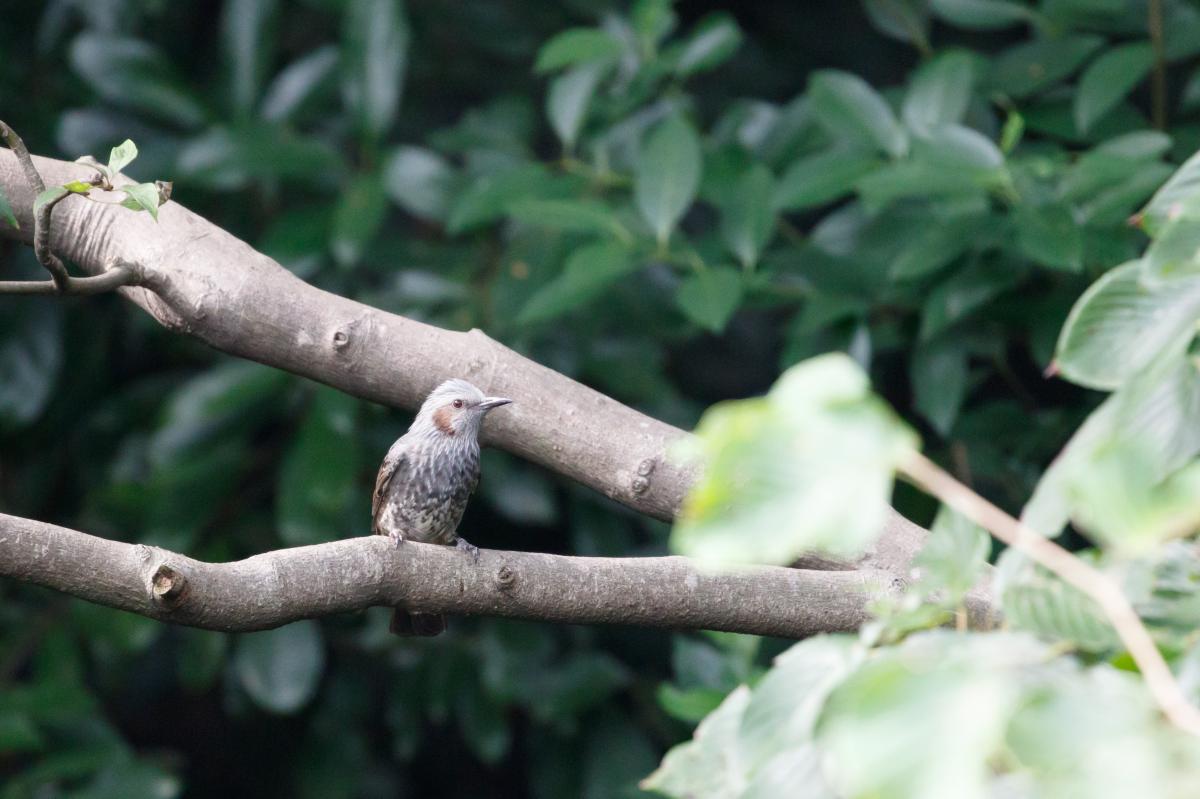 Brown-eared bulbul (Hypsipetes amaurotis)