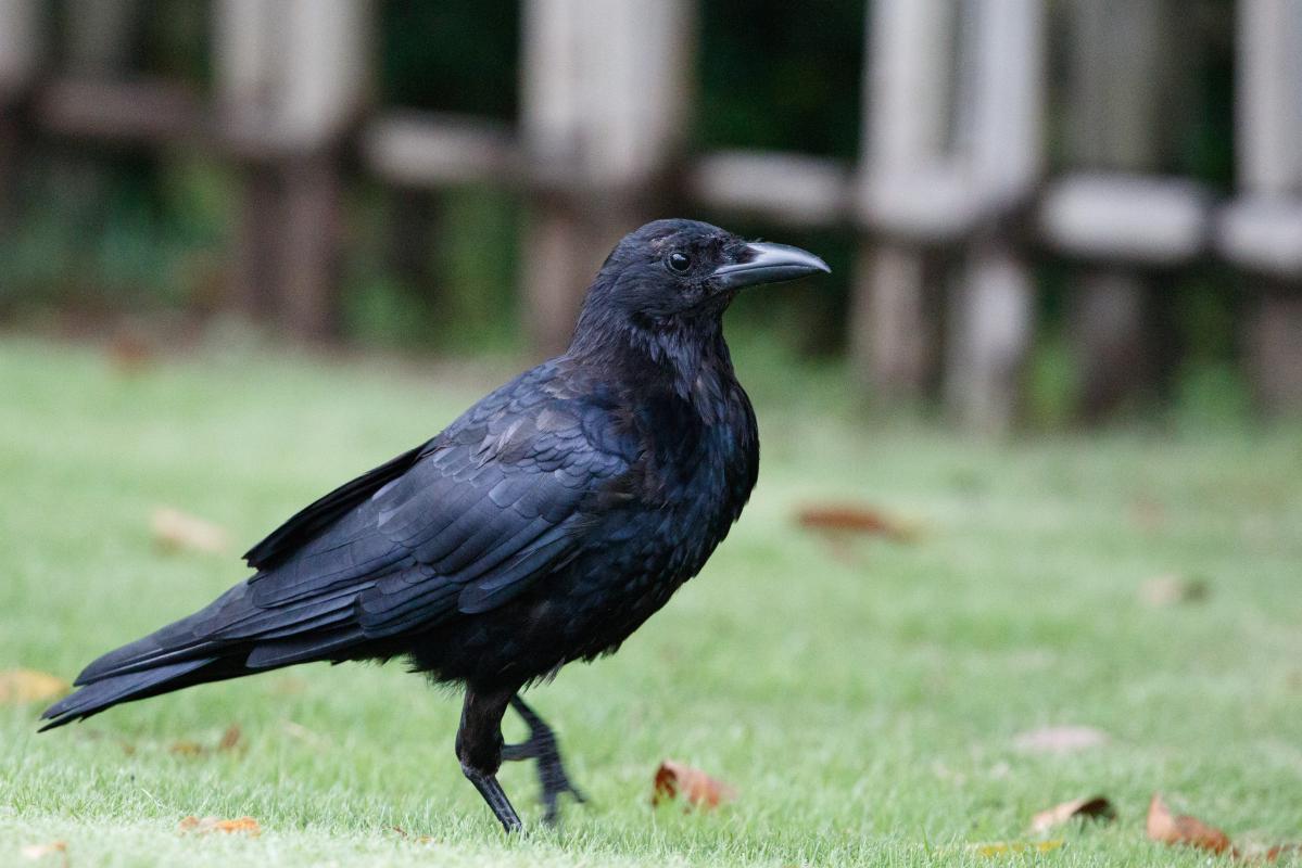 Carrion crow (Corvus corone)