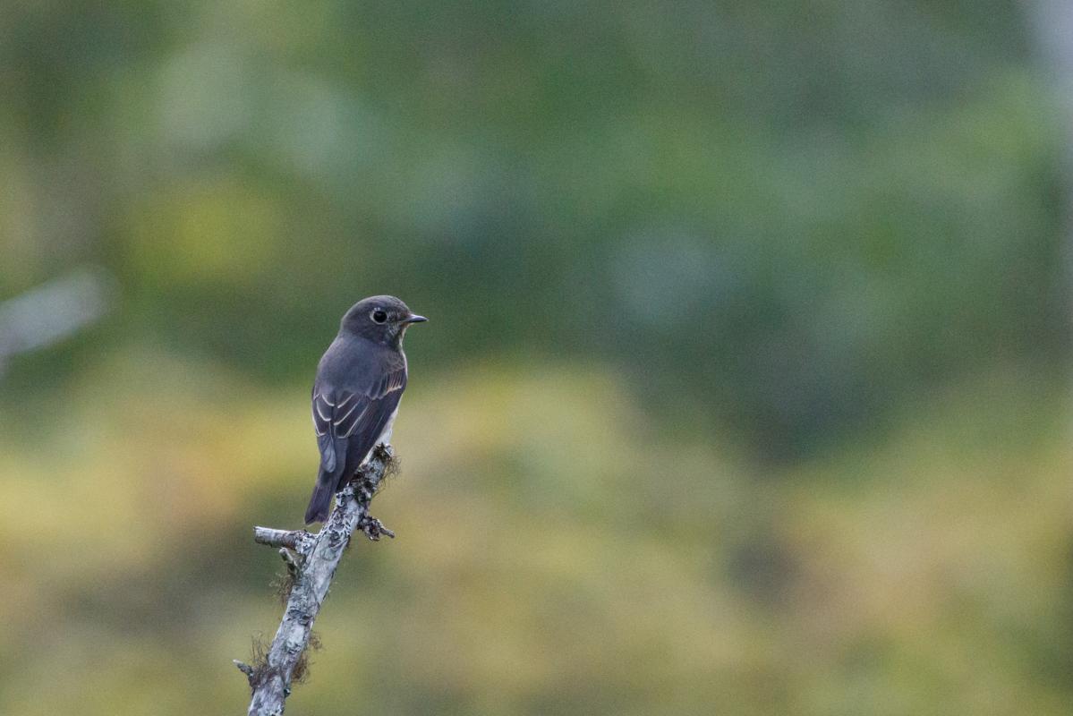 Dark-sided flycatcher (Muscicapa sibirica)