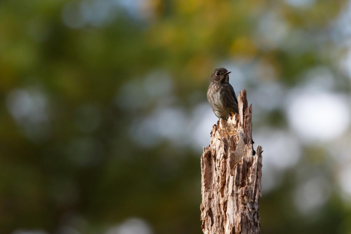 Dark-sided flycatcher (Muscicapa sibirica)