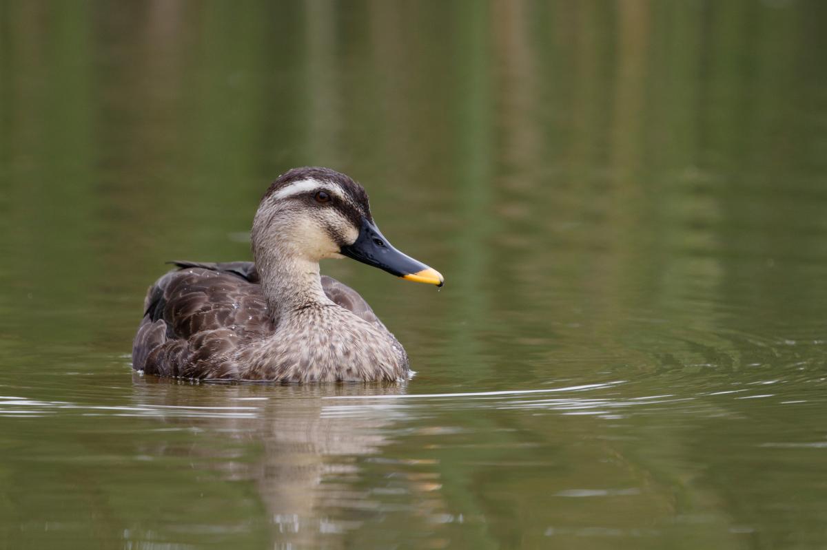 Eastern spot-billed duck (Anas zonorhyncha)