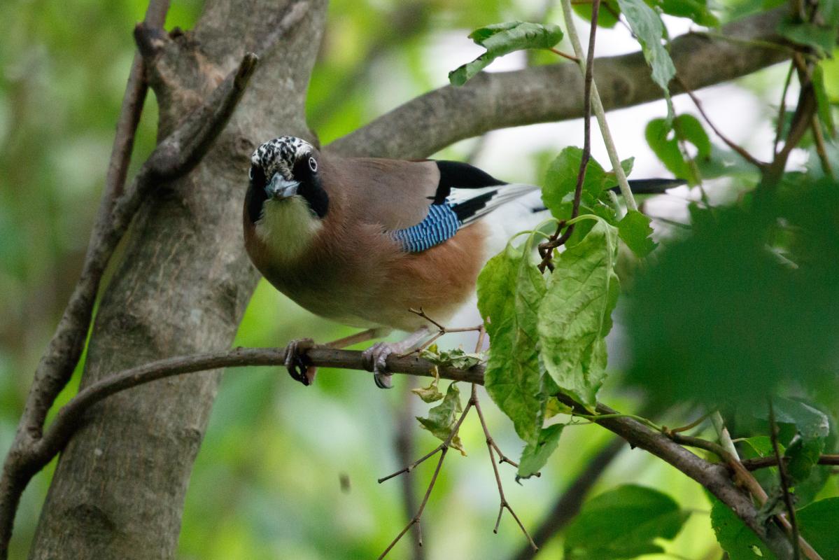 Eurasian Jay (Garrulus glandarius)