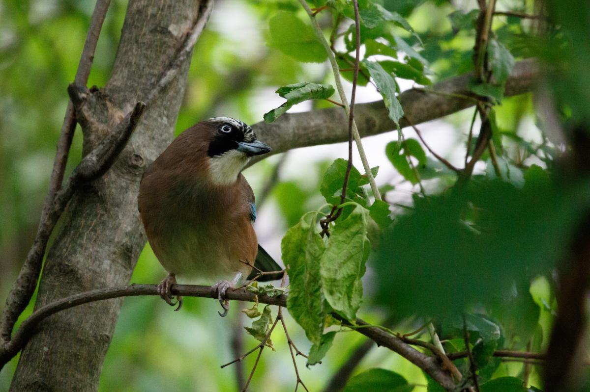 Eurasian Jay (Garrulus glandarius)