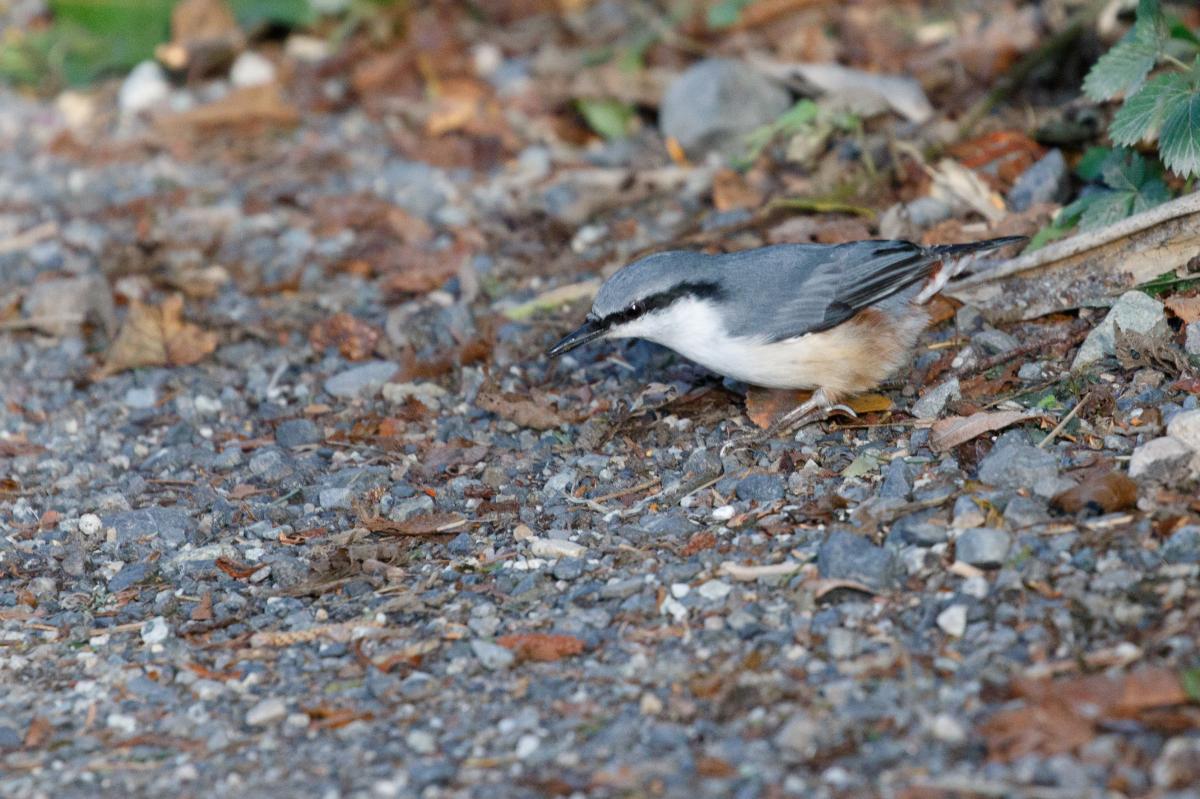 Eurasian nuthatch (Sitta europaea)