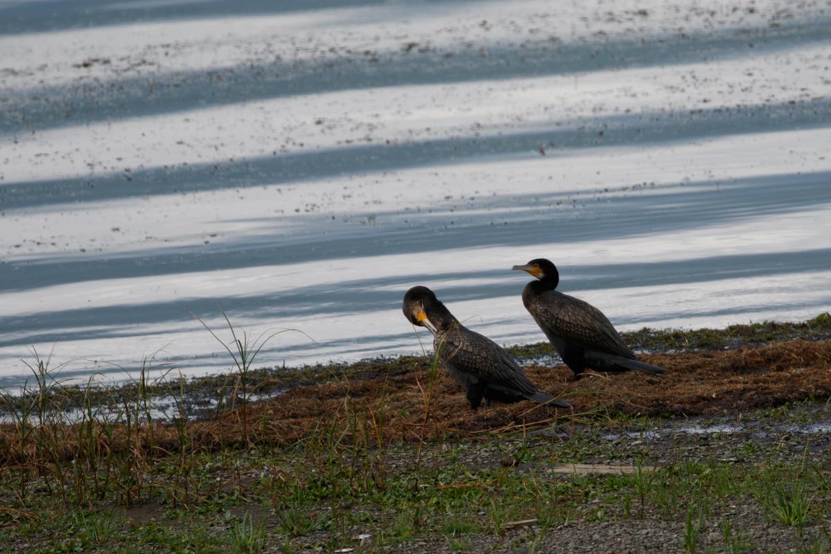 Great Cormorant (Phalacrocorax carbo)