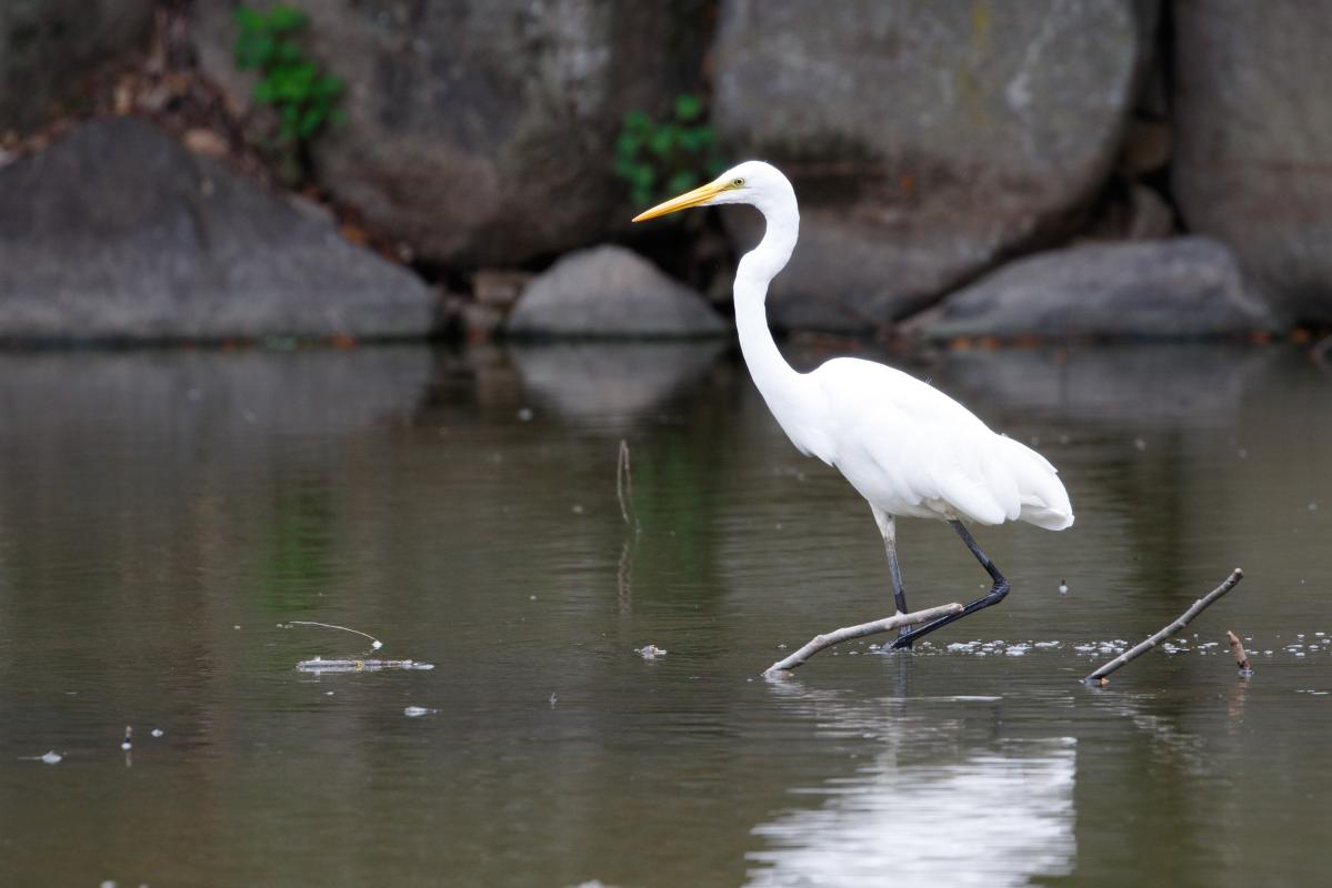 Great Egret (Ardea alba)