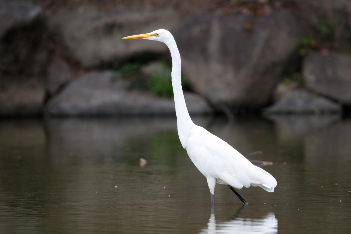 Great Egret (Ardea alba)