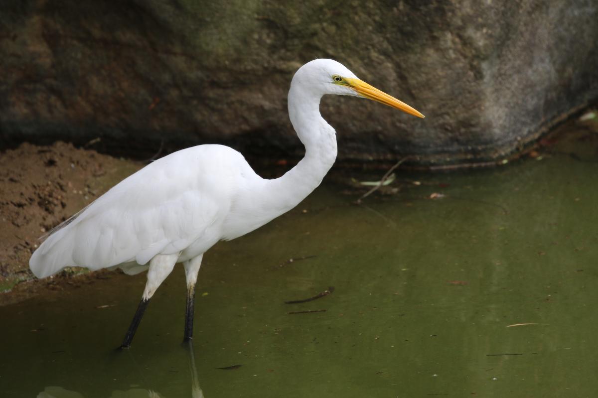 Great Egret (Ardea alba)