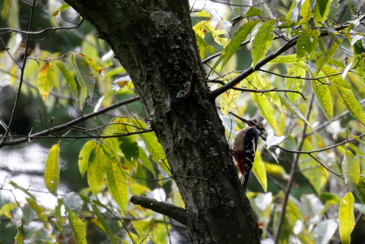 Great Spotted Woodpecker (Dendrocopos major)