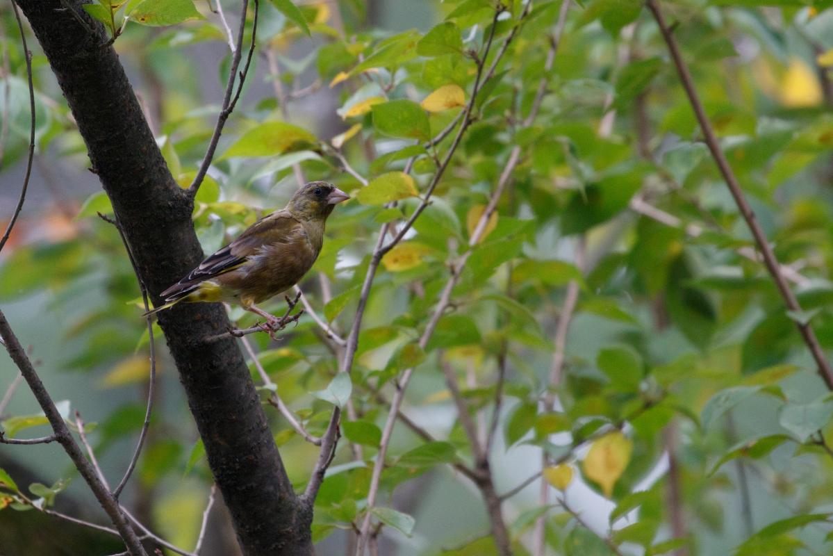 Grey-capped greenfinch (Chloris sinica)