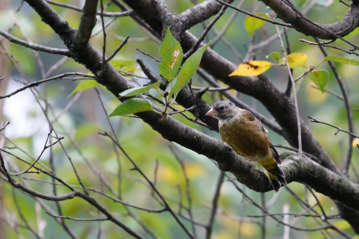 Grey-capped greenfinch (Chloris sinica)