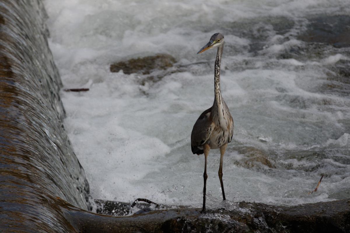 Grey Heron (Ardea cinerea)