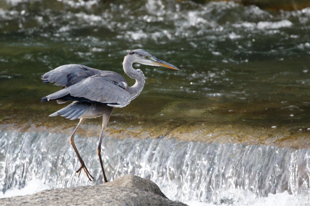 Grey Heron (Ardea cinerea)