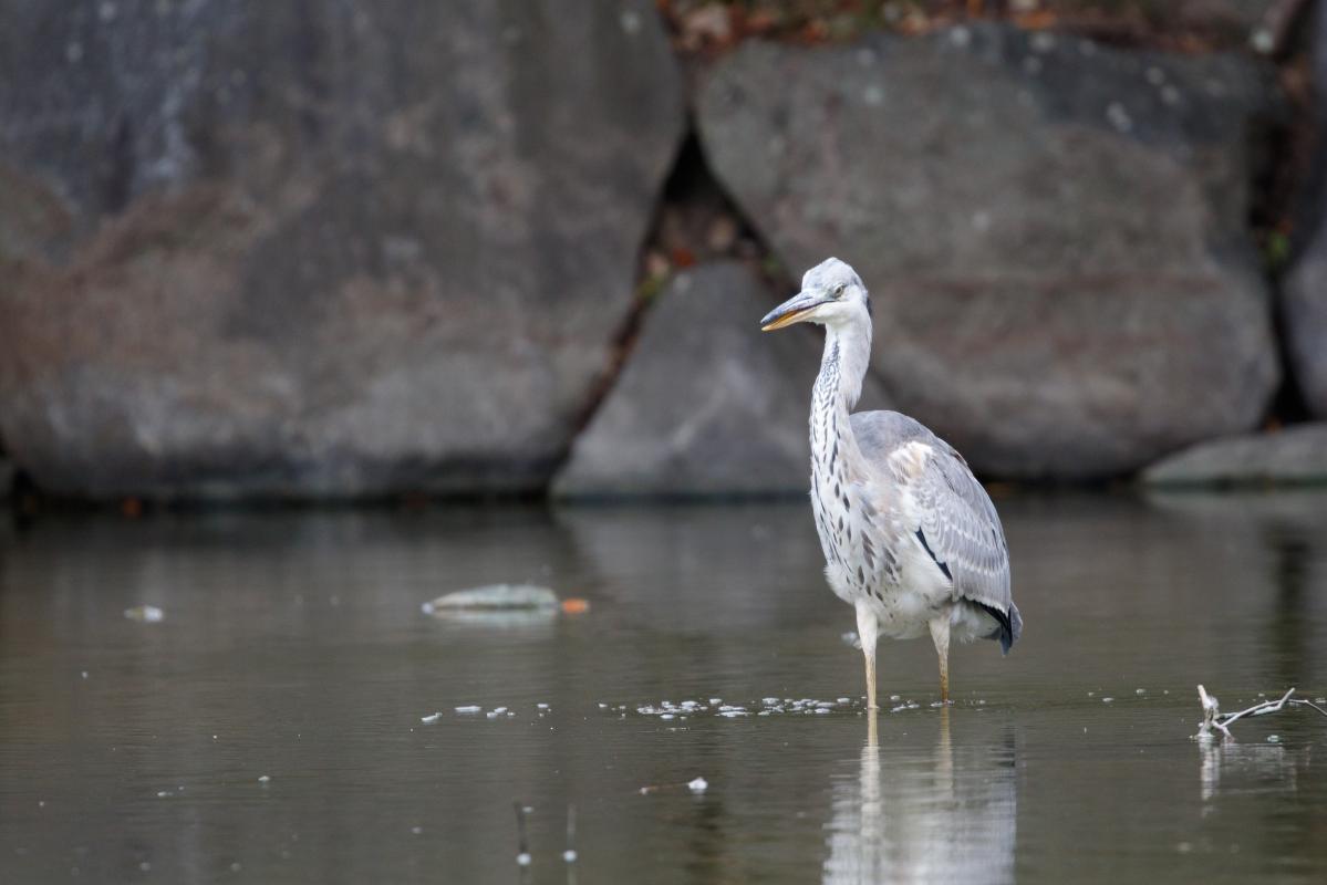 Grey Heron (Ardea cinerea)