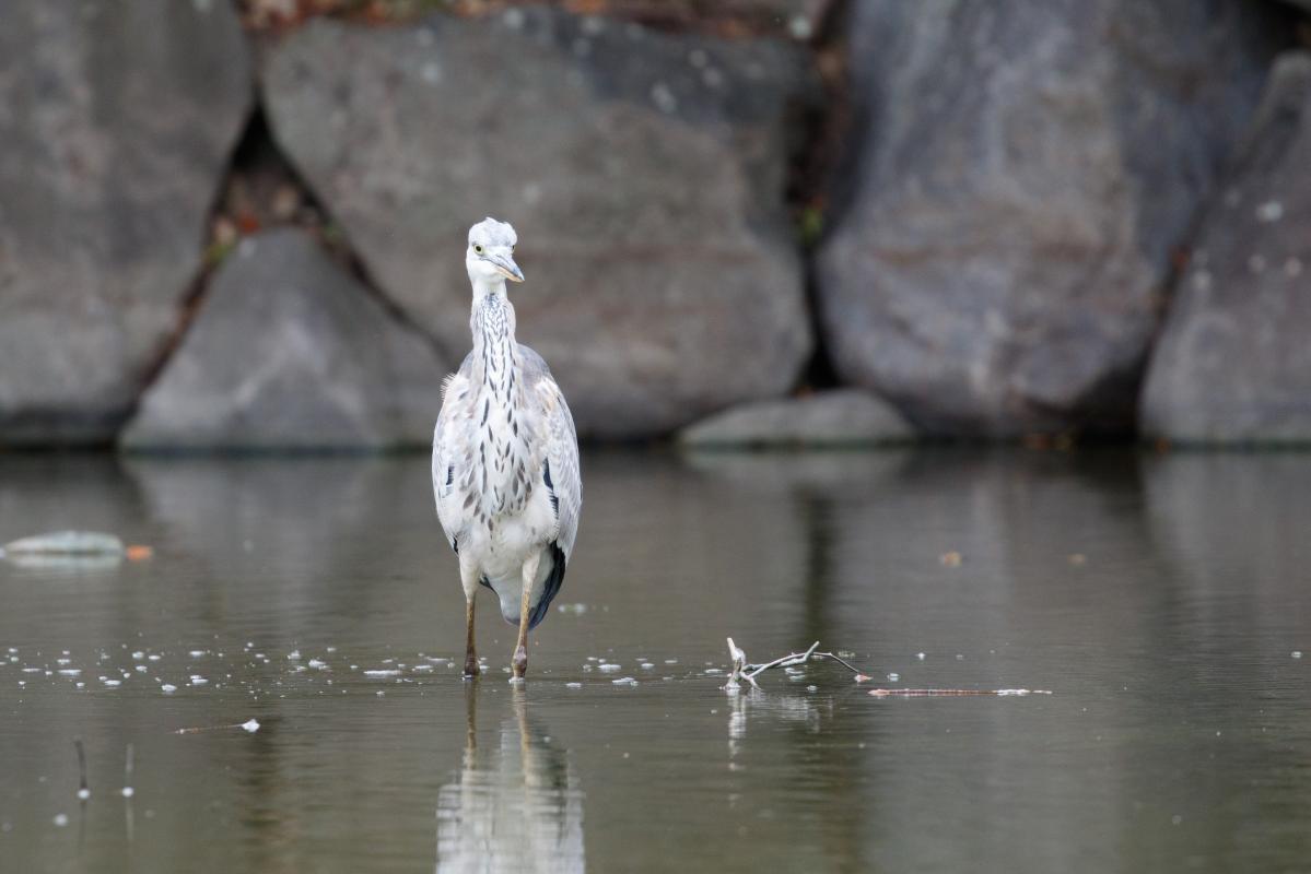 Grey Heron (Ardea cinerea)