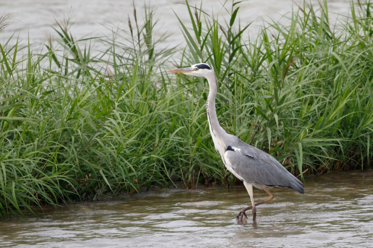 Grey Heron (Ardea cinerea)