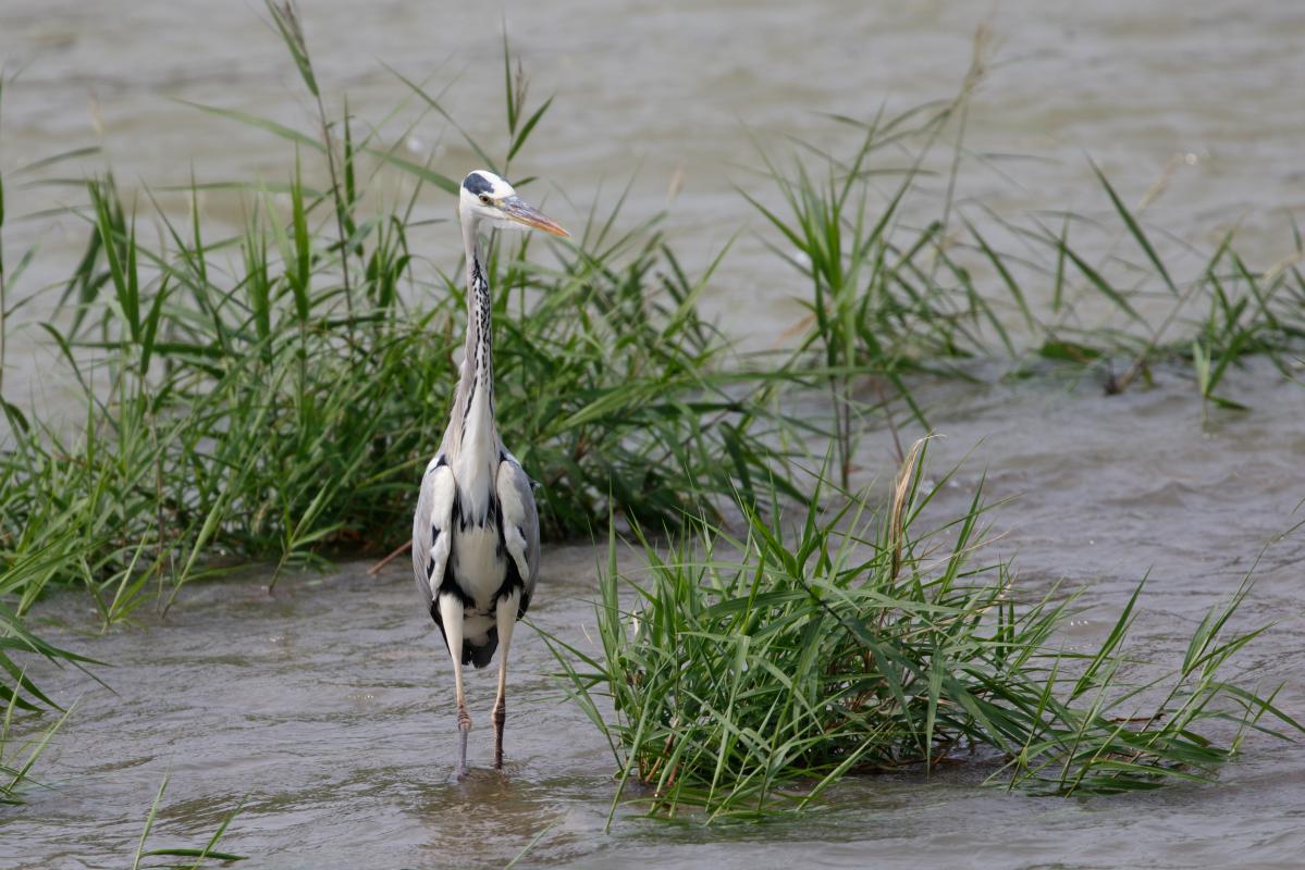 Grey Heron (Ardea cinerea)