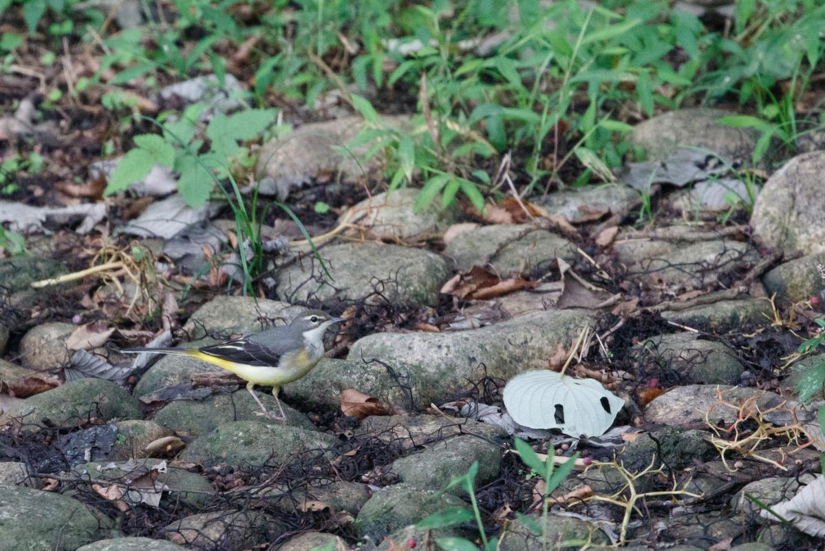 Grey wagtail (Motacilla cinerea)