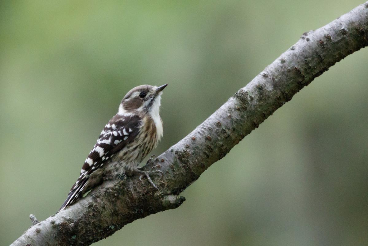 Japanese pygmy woodpecker (Yungipicus kizuki)