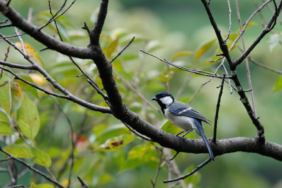 Japanese tit (Parus minor)