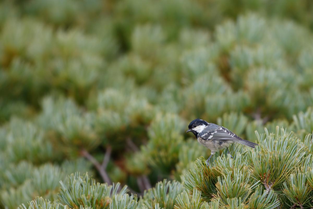 Japanese tit (Parus minor)