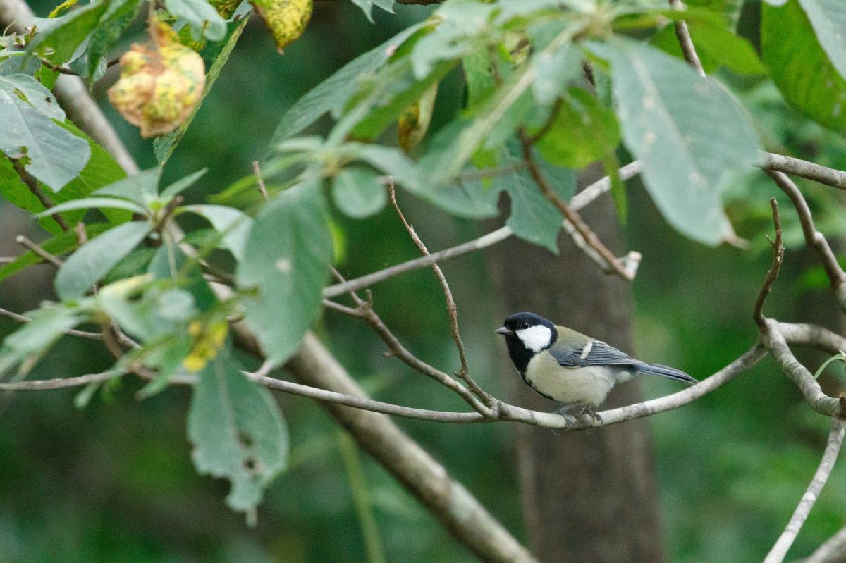 Japanese tit (Parus minor)