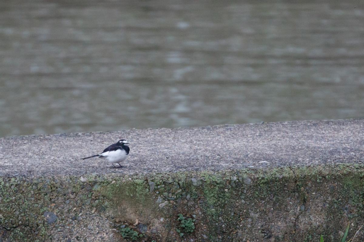 Japanese wagtail (Motacilla grandis)