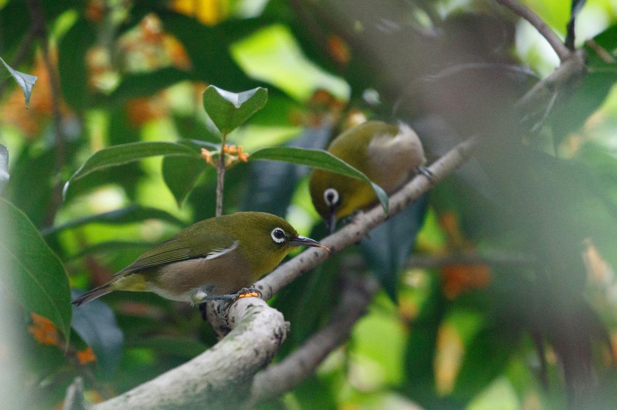 Japanese white-eye (Zosterops japonicus)