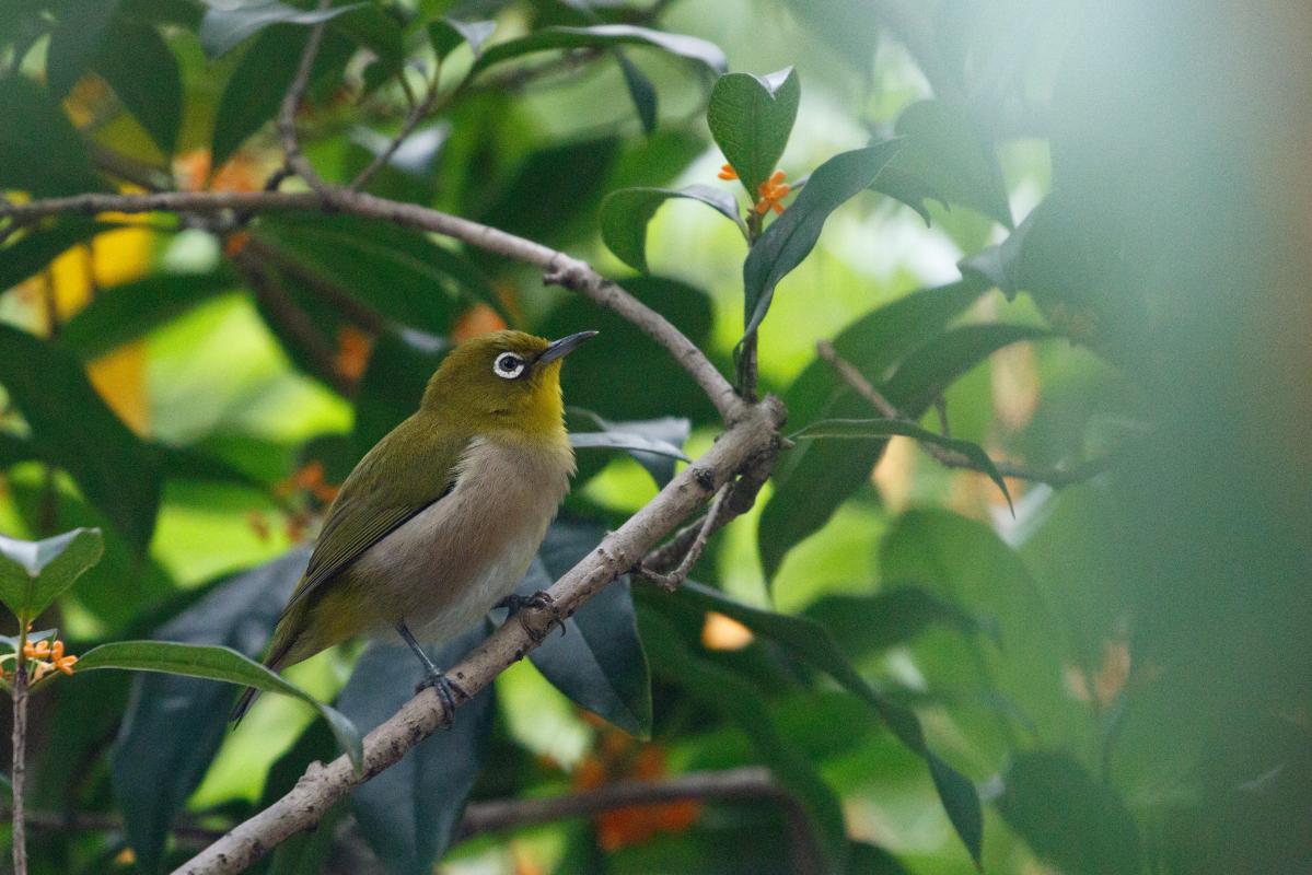 Japanese white-eye (Zosterops japonicus)