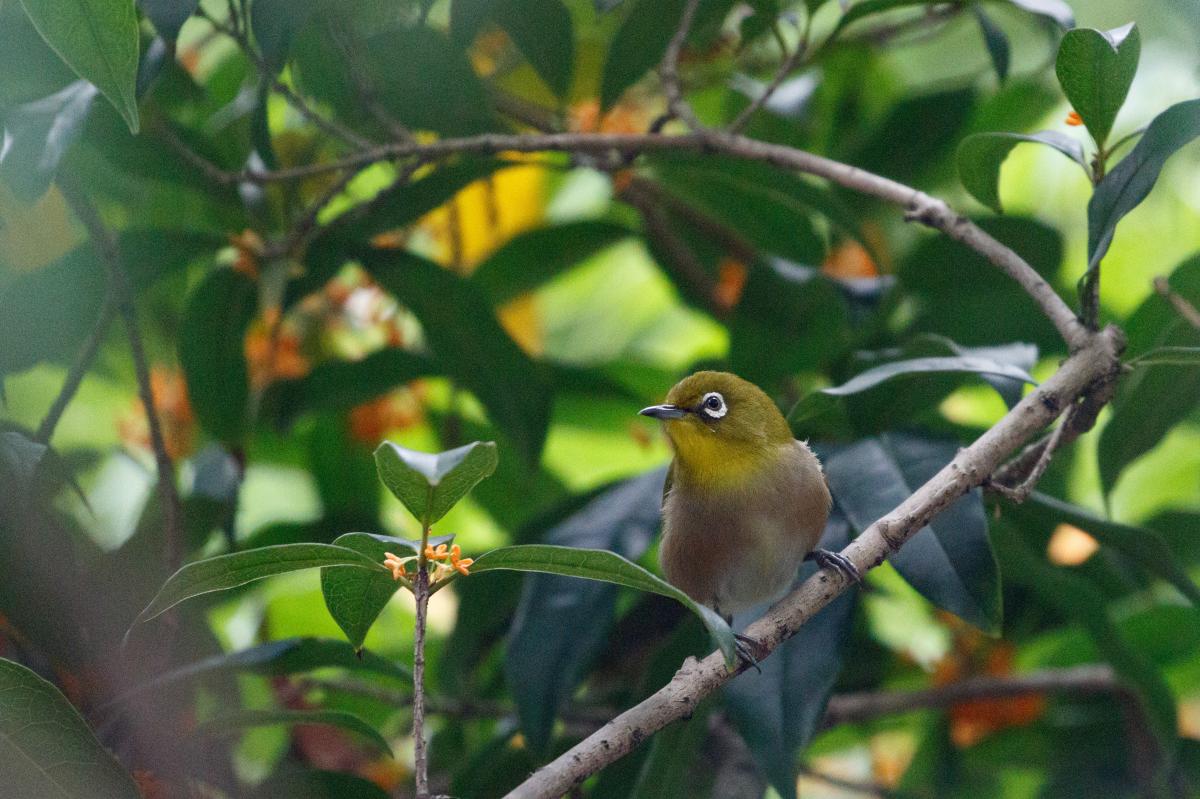 Japanese white-eye (Zosterops japonicus)