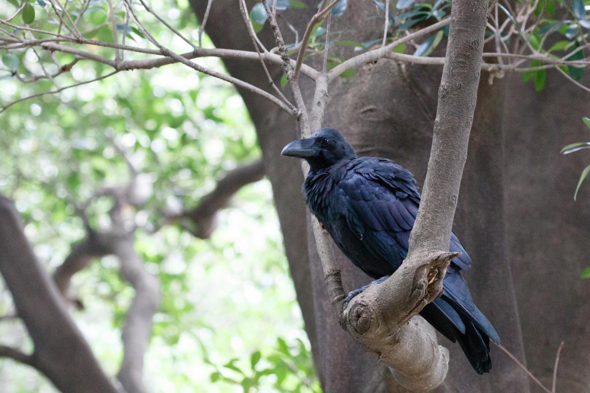 Jungle crow (Corvus macrorhynchos)