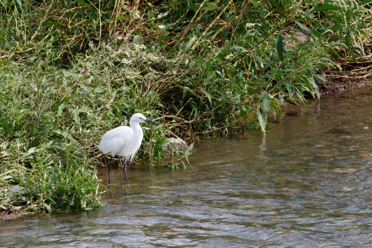 Little Egret (Egretta garzetta)