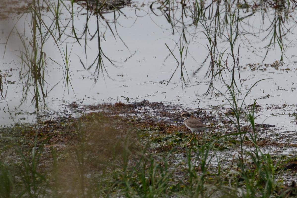 Little ringed plover (Charadrius dubius)