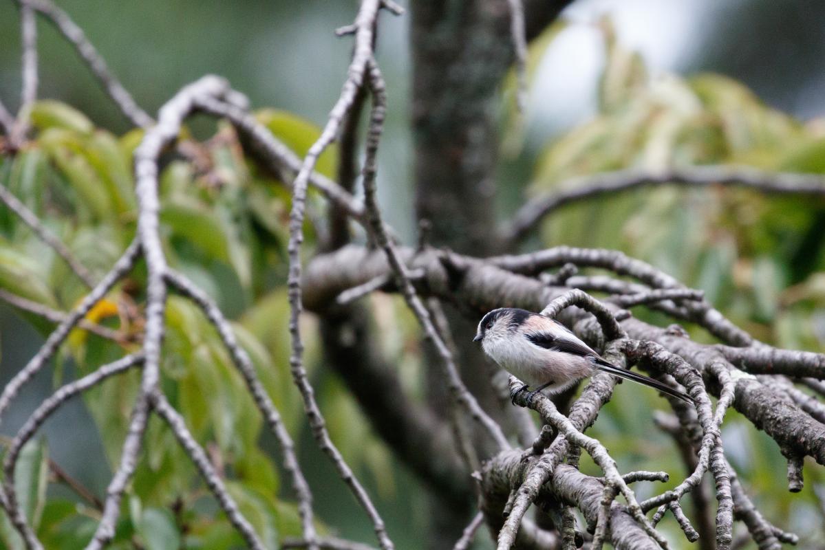 Long-tailed tit (Aegithalos caudatus)