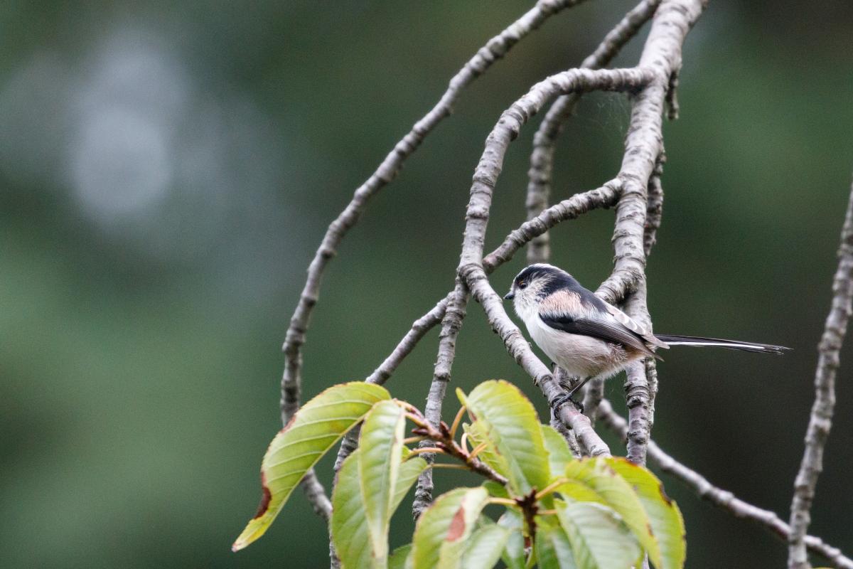 Long-tailed tit (Aegithalos caudatus)