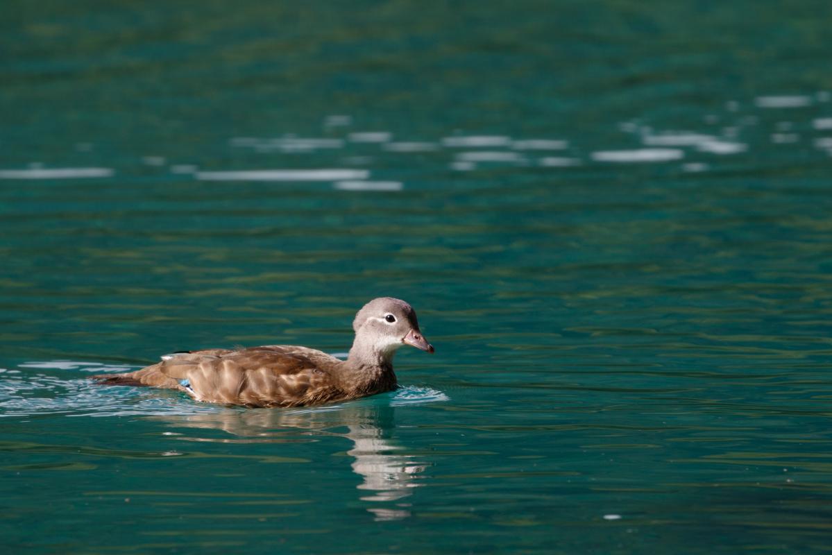 Mandarin duck (Aix galericulata)