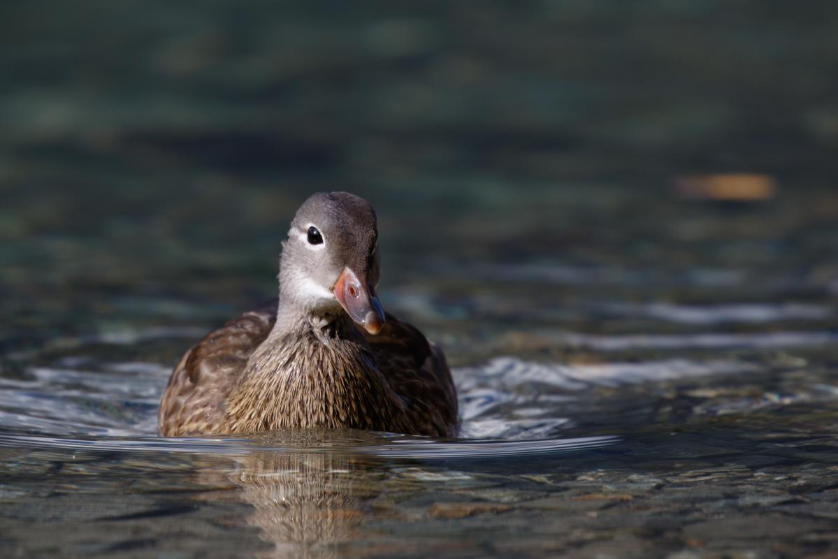 Mandarin duck (Aix galericulata)