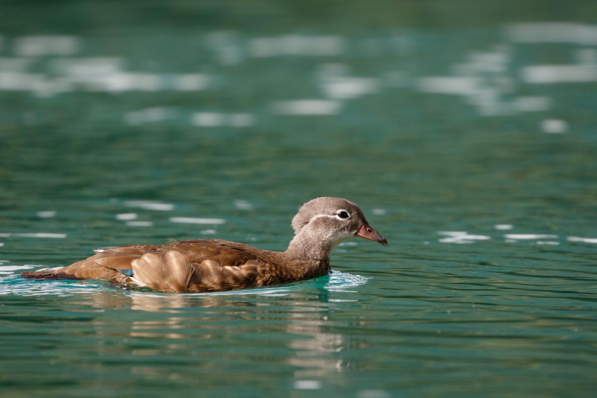 Mandarin duck (Aix galericulata)