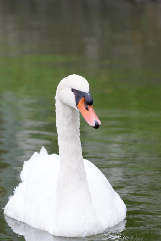 Mute Swan (Cygnus olor)