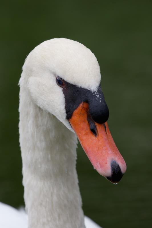 Mute Swan (Cygnus olor)