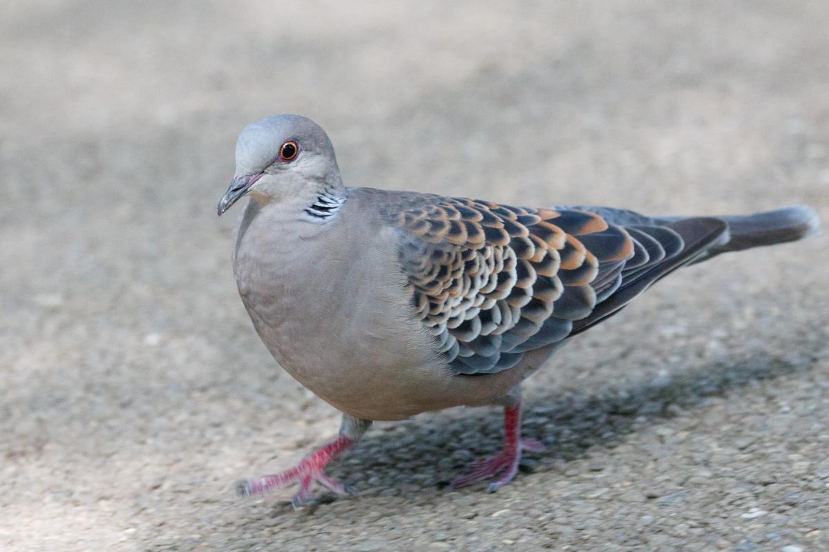 Oriental turtle dove (Streptopelia orientalis)