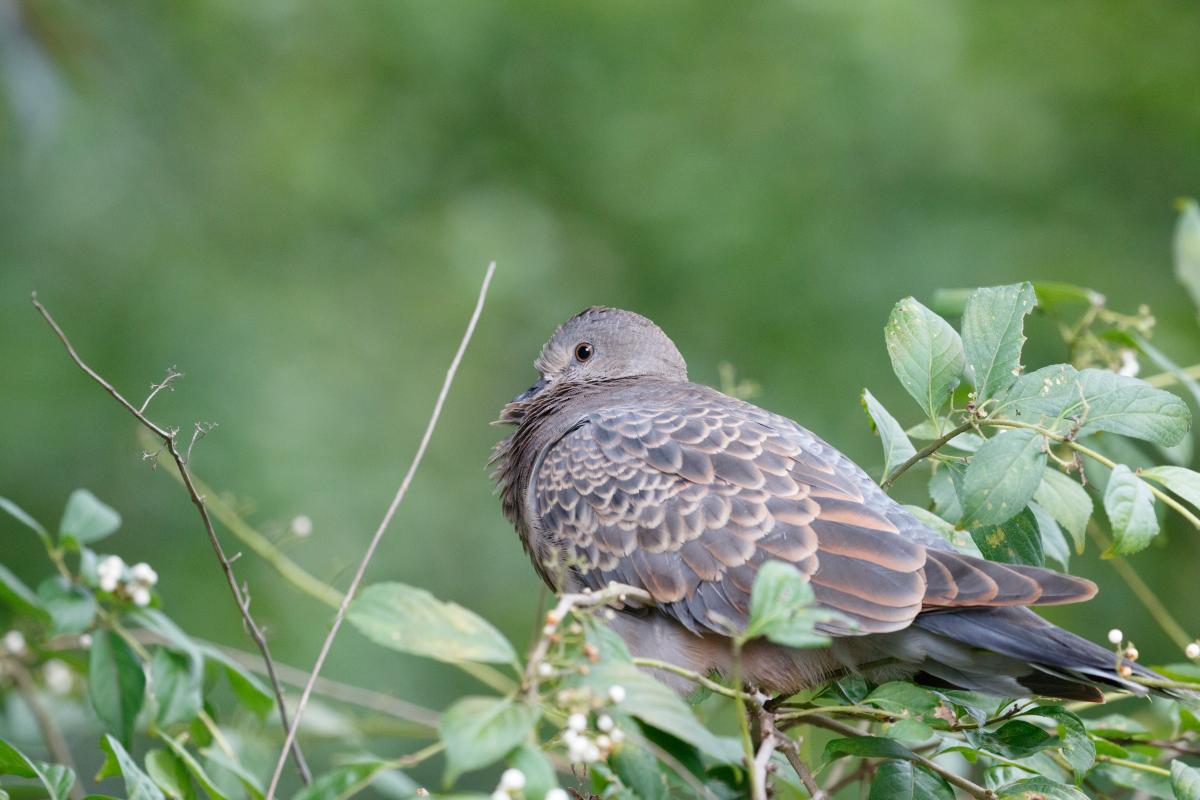 Oriental turtle dove (Streptopelia orientalis)