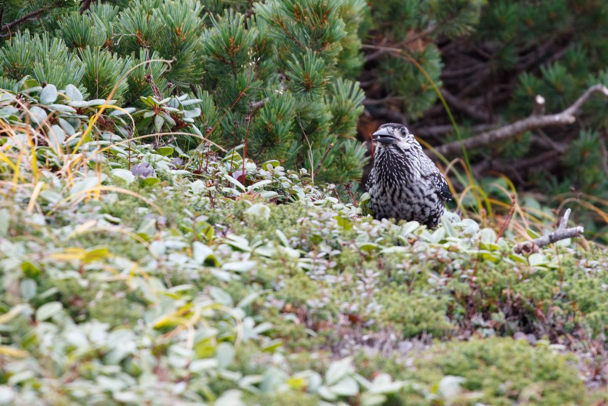 Spotted nutcracker (Nucifraga caryocatactes)