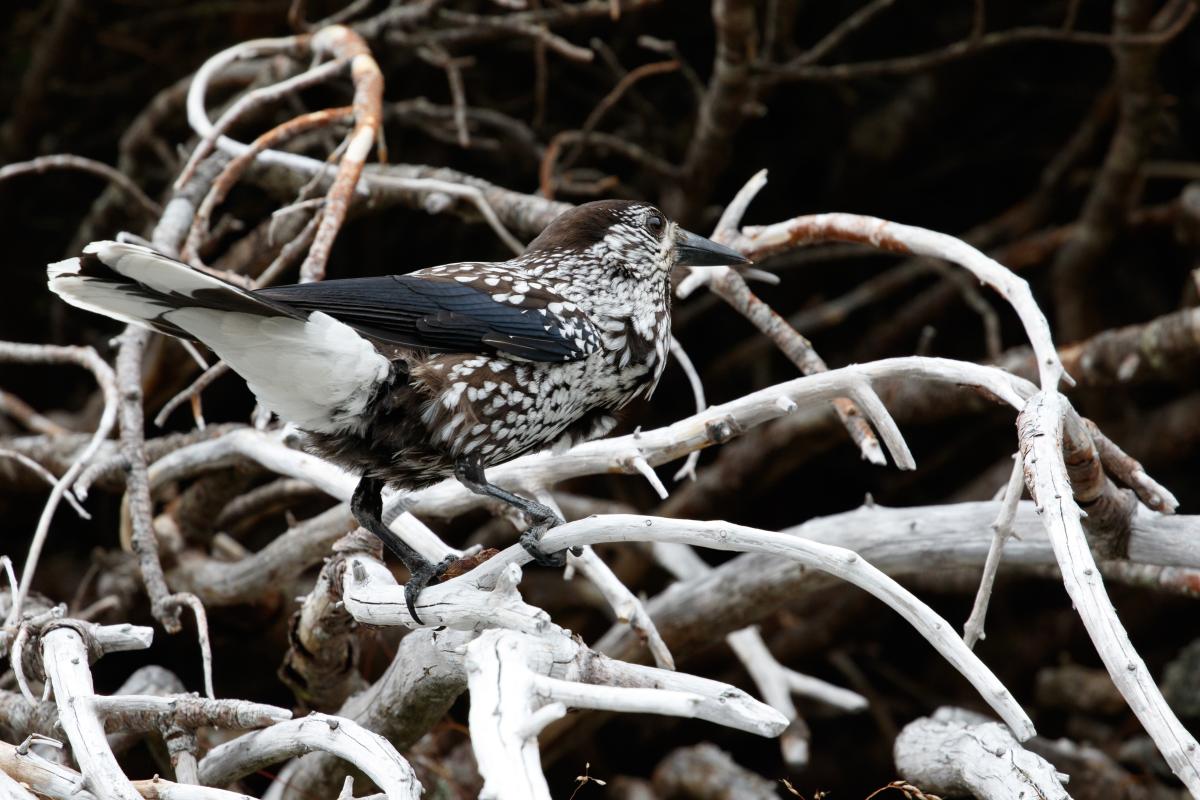 Spotted nutcracker (Nucifraga caryocatactes)