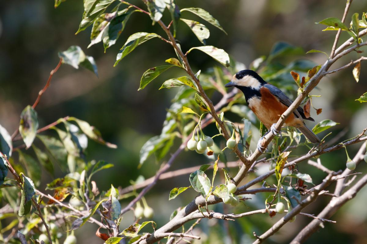 Varied tit (Sittiparus varius)