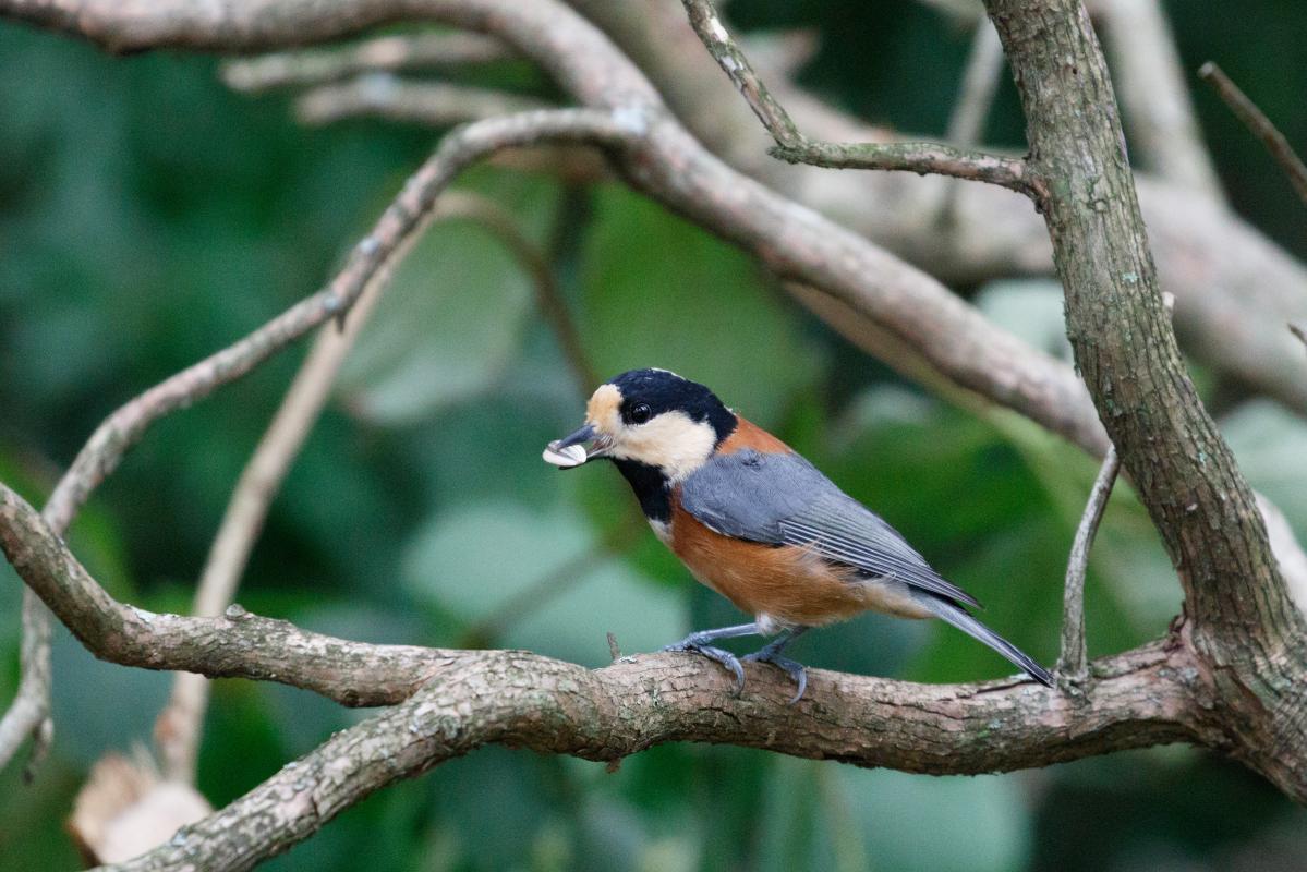 Varied tit (Sittiparus varius)