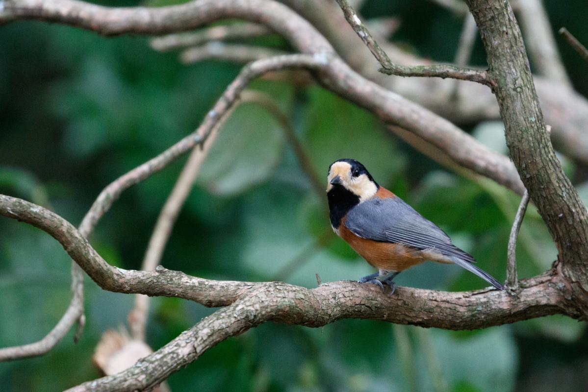 Varied tit (Sittiparus varius)