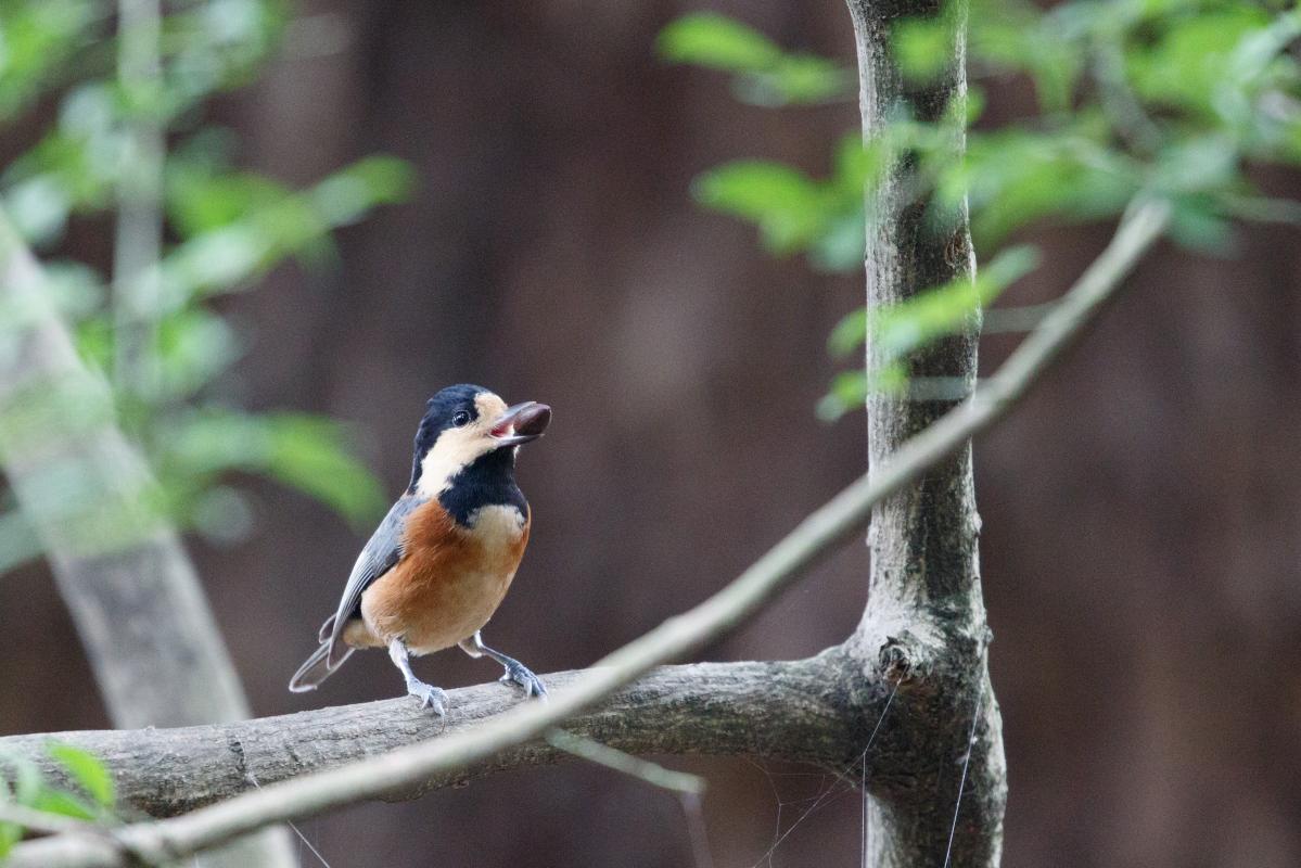 Varied tit (Sittiparus varius)