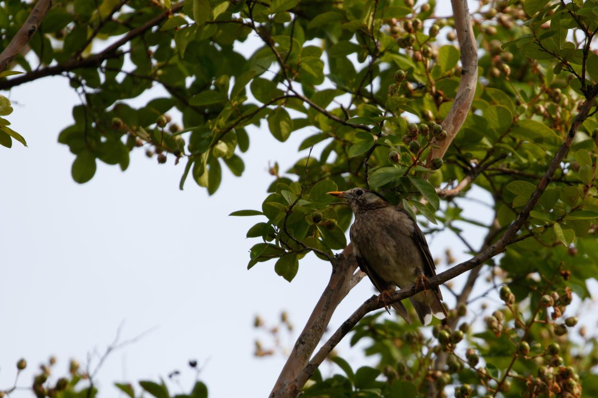 White-cheeked starling (Spodiopsar cineraceus)