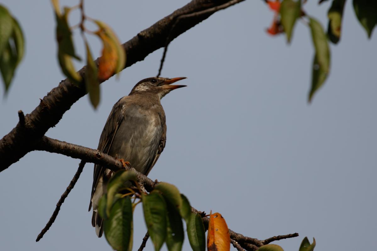 White-cheeked starling (Spodiopsar cineraceus)